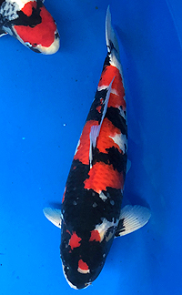 Best in Variety Showa – ZNA Potomac Koi Show