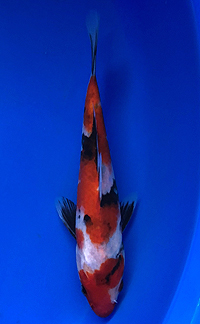 Best in Size 1 – ZNA Potomac Koi Show