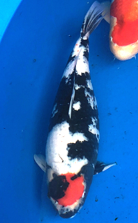 Best in Variety Tancho – ZNA Potomac Koi Show