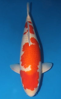 Reserve Grand Champion A – Atlanta Koi Show