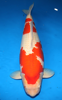 Grand Champion – Tri-State ZNA Koi Show