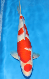 Best in Size 4 A – Tri-State Koi Show