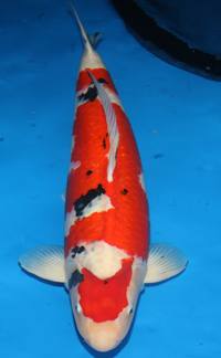 Reserve Grand Champion – Tri-state ZNA Koi Show