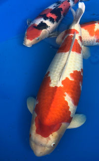 Reserve Grand Champion – Greater Louisville Koi Show