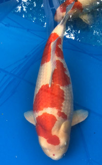 Reserve Grand Champion – ZNA Carolina Koi Show