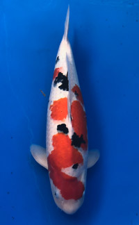 Reserve Grand Champion – Orlando Koi Show