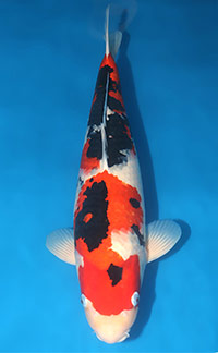 Reserve Grand Champion — Rocky Mountain Koi Club Show