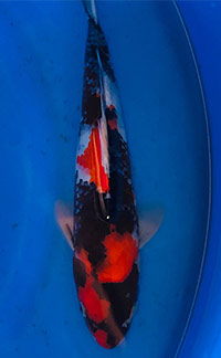 Baby Champion — Rocky Mountain Koi Club Show